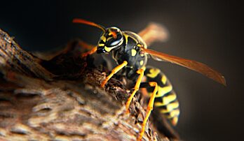 Vše, co potřebujete vědět o vosím bodnutí